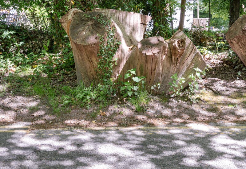 Sunlight shines on the surface of the Tree stump through the gaps between branches and leaves royalty free stock image