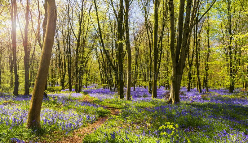 Sunlight shines through trees in bluebell woods