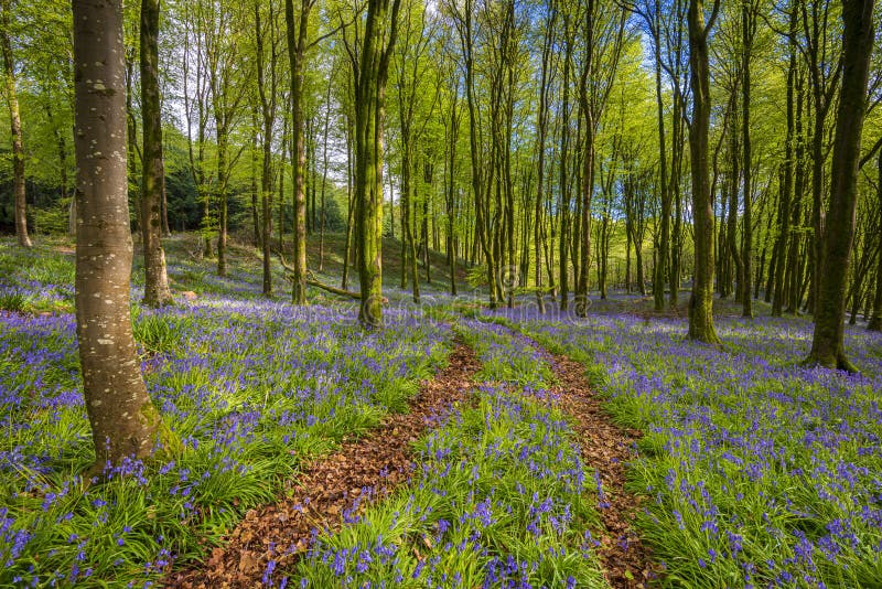 Sunlight shines through trees in bluebell woods