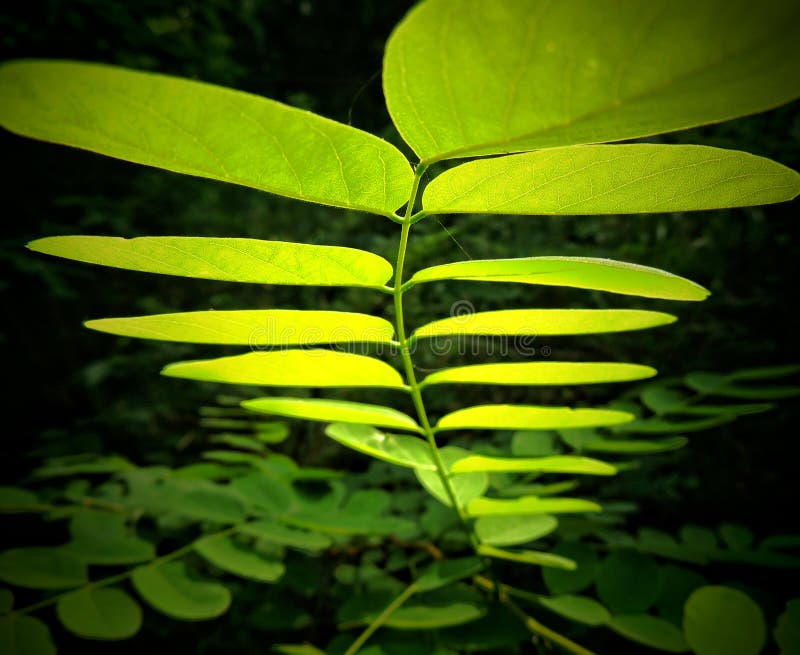Closeup of the Underside of Some Green Leaves. Stock Photo Image of