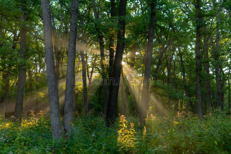 Sunlight Shining Through Trees In Forest Stock Photo Image Of Environment Peaceful