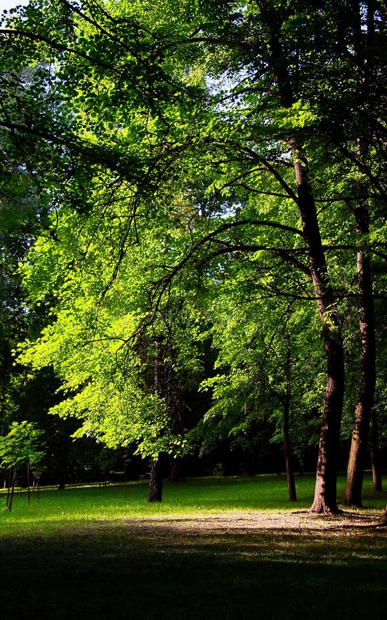 Spring park with oak stock image. Image of mist, larch - 21666887