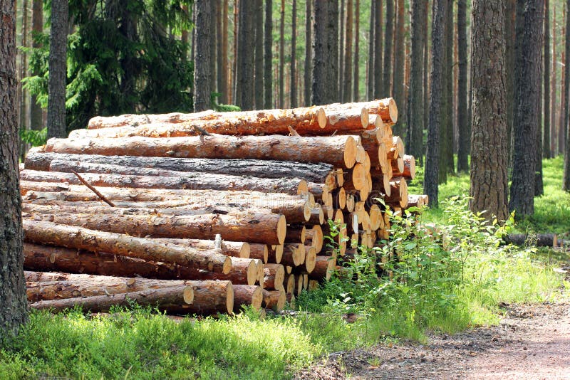 Где можно купить лес. Заготовка леса в Финляндии. Лес продажа. Производства Финляндии леса. Деревообработка в Финляндии фото.