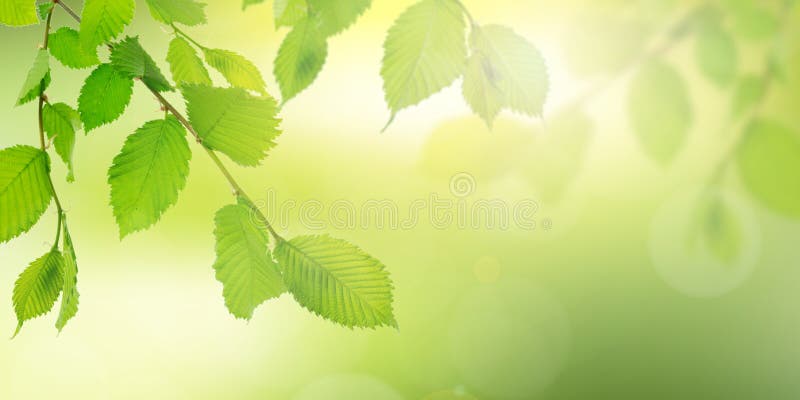 Sunlight streaming through fresh green foliage in a bright spring scene royalty free illustration