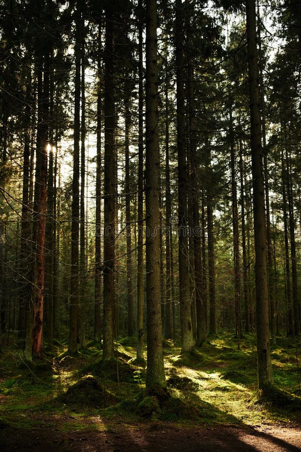 Sunlight streaming through a pine forest stock images Sunlight streaming through a pine forest stock images