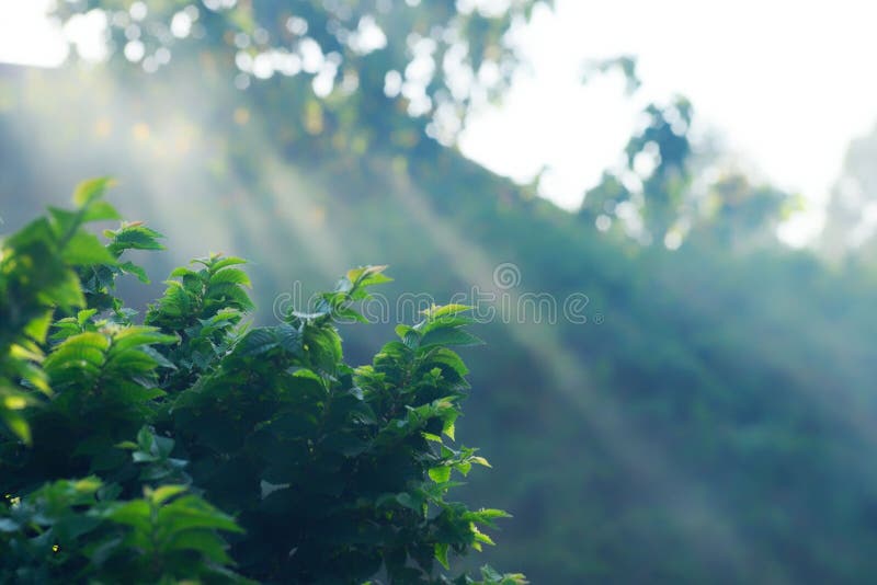 Warm sunlight filtering through the trees and illuminating a lush green bush on the forest floor. Warm sunlight filtering through the trees and illuminating a lush green bush on the forest floor