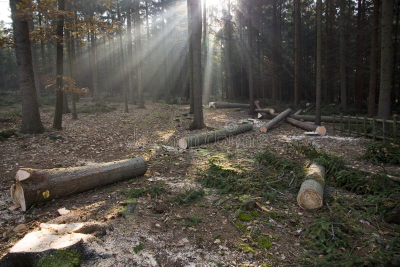 Sunlight through the trees