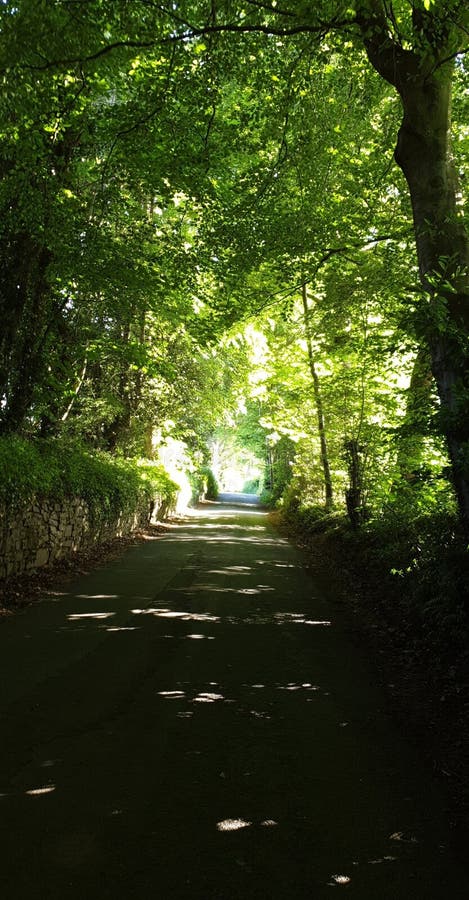 Sunlight trees green stock photography