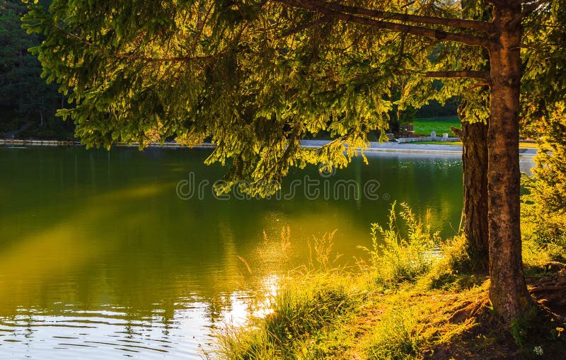 Sunlight, trees and lake royalty free stock photography