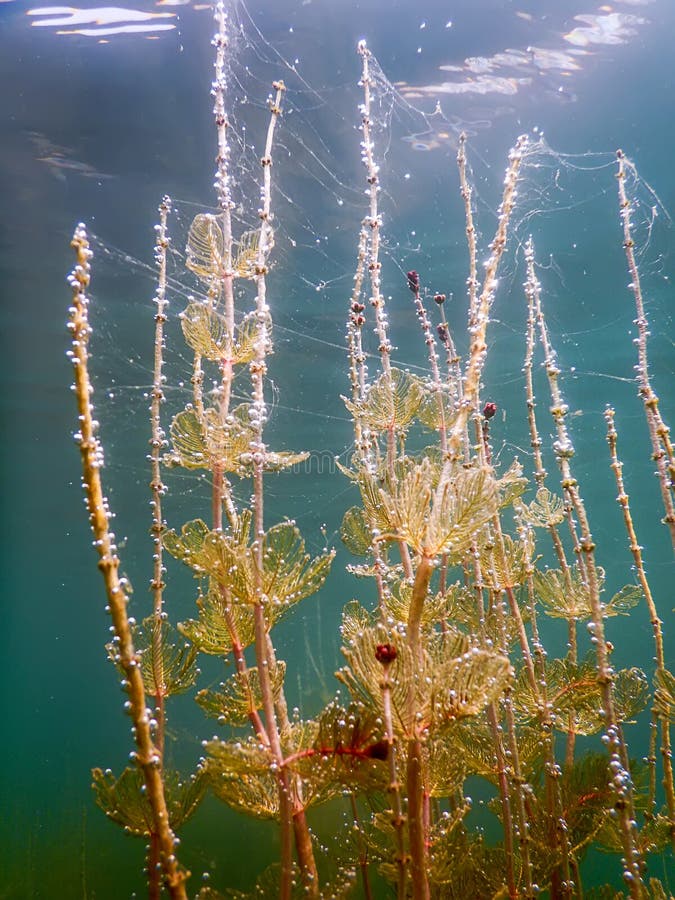 Sunlight Underwater Freshwater Flora Rivers, Lakes, Pond. Surface