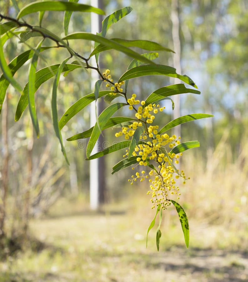 zigzag plant australia zigzag plant australia
