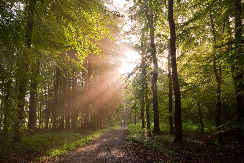 Sunlit forest