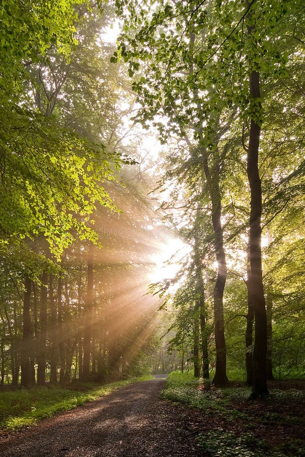 Sunlit forest