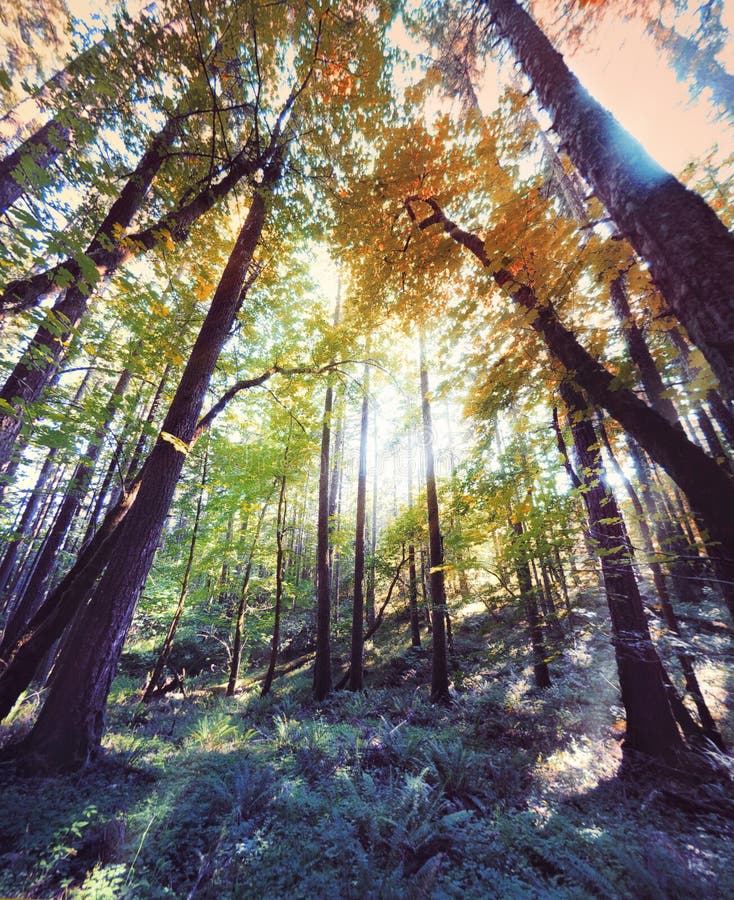 Sunlit forest