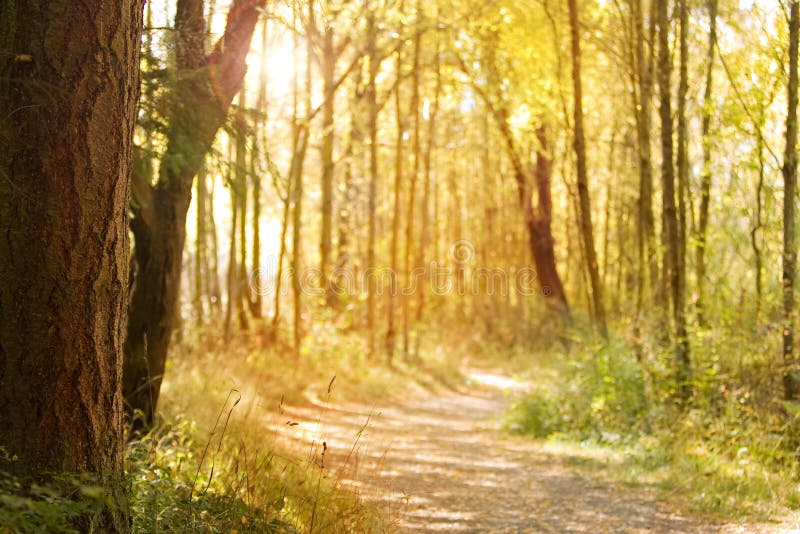 sunlit naturbana royaltyfria foton sunlit naturbana royaltyfria foton