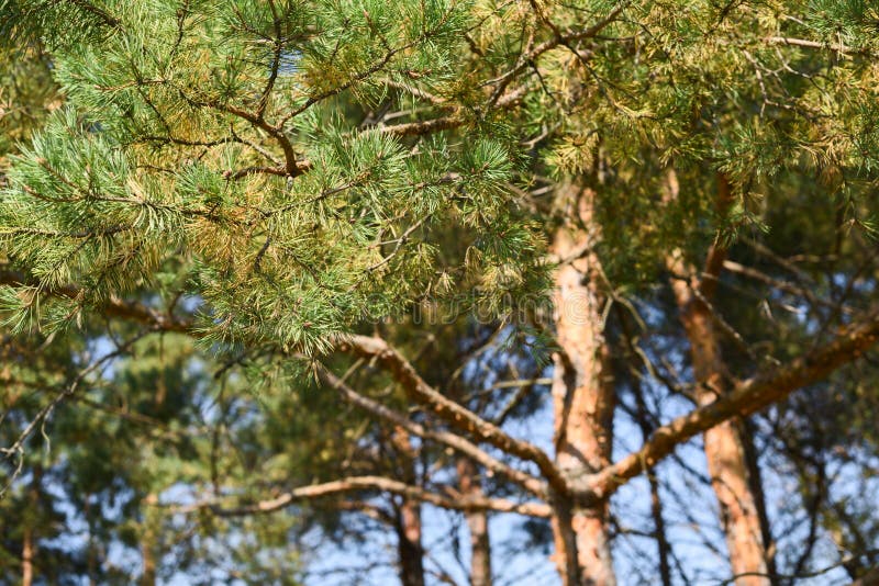 Sunlit Pine Trees. Summer Forest Landscape Stock Image Image of