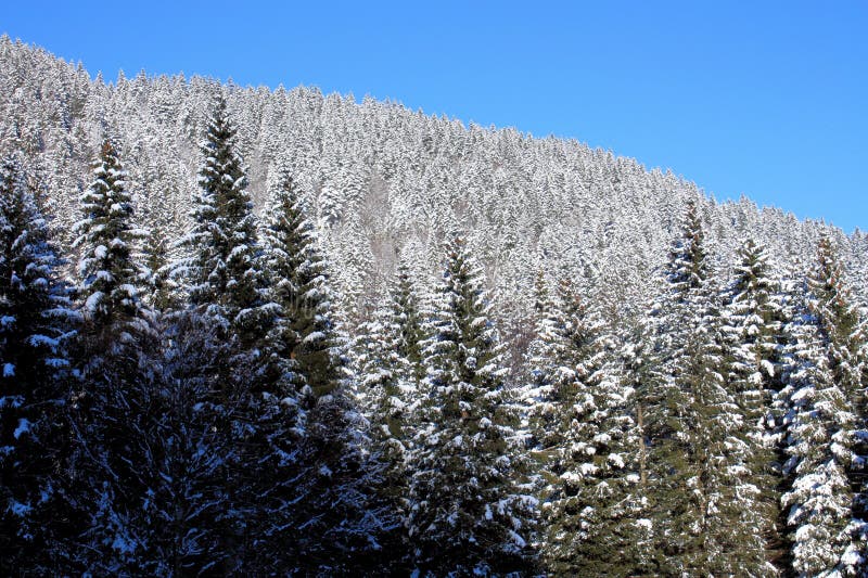 Sunlit spruce forest covered with snow