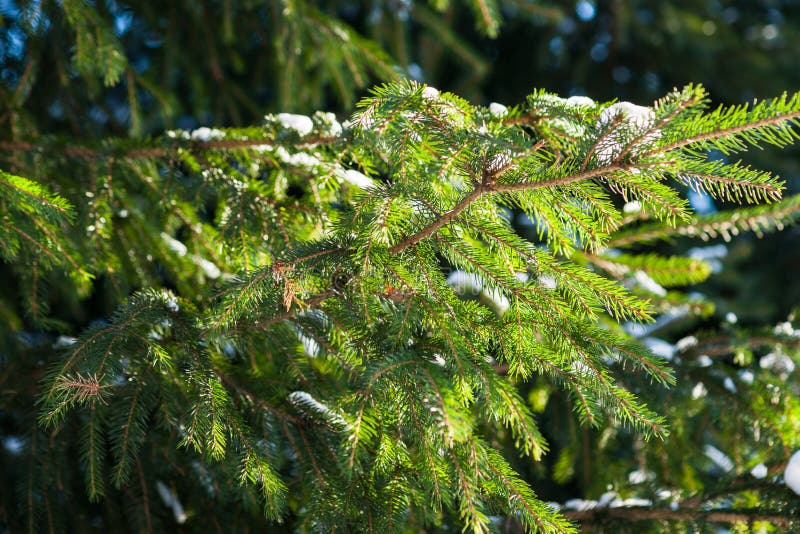 Sunlit spruce tree stock image. Image of outdoors, twig - 84957823