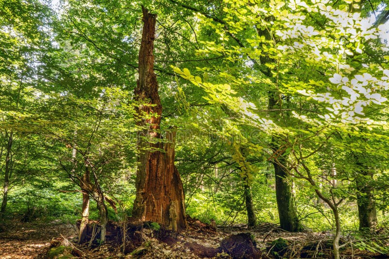 Sunlit Tree Trunk in the Forest of Rohrberg arkivbild