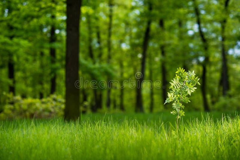 Sunlit young rowan tree in the lush green forest