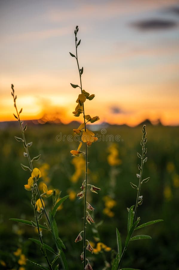 Sunn Hemp, Indian Hemp, Crotalaria Juncea Yellow Blossom Tropical Plant