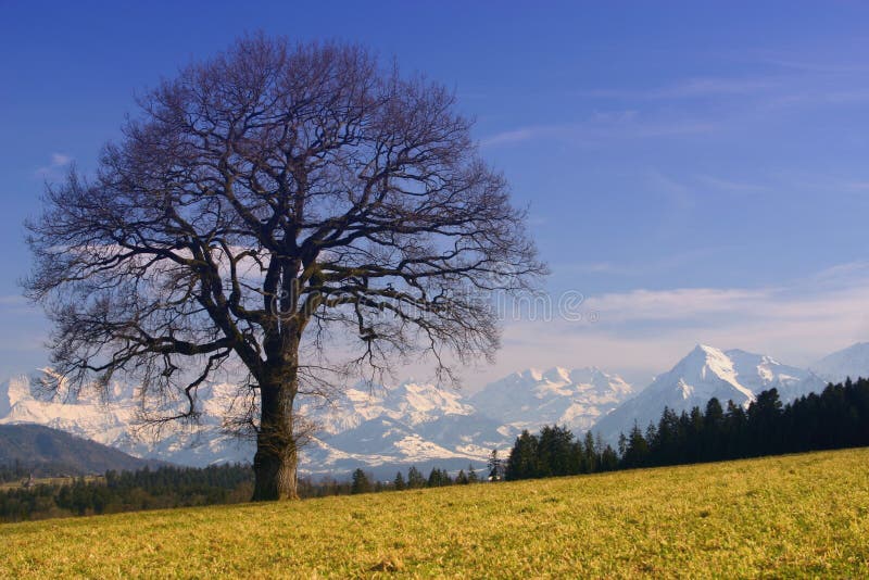 Neskoro-deň pohľad na Švajčiarske Alpy s leafless zimné strom.