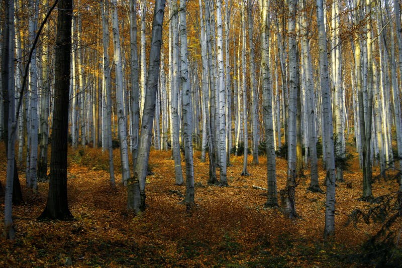 Sunny, autumn beech trees stock photography
