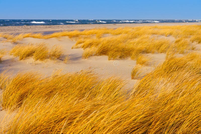 Sunny autumn day on the Baltic sea. Sandy beach, dunes and yellow grass