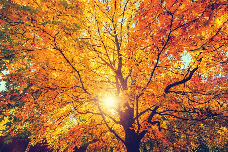 Autumn Oak Tree in the Forest Stock Image - Image of scenics, color ...