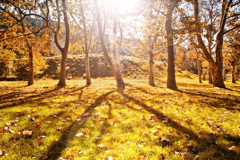 Sunny autumn park with yellow leaves on the ground