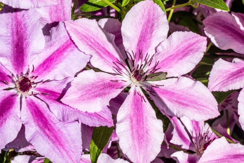 Sunny Beautiful Pink Oh La La Clematis Flowers, Sunny Summer Stock ...