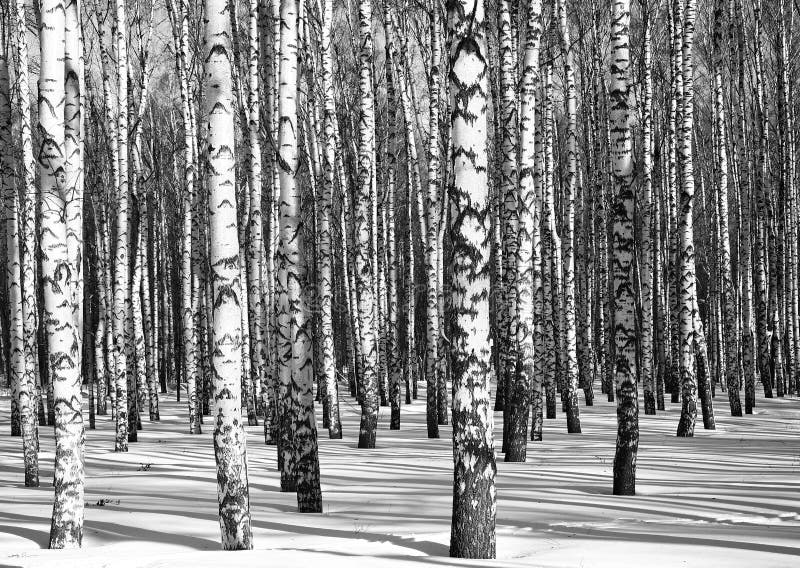 Sunny birch forest black and white