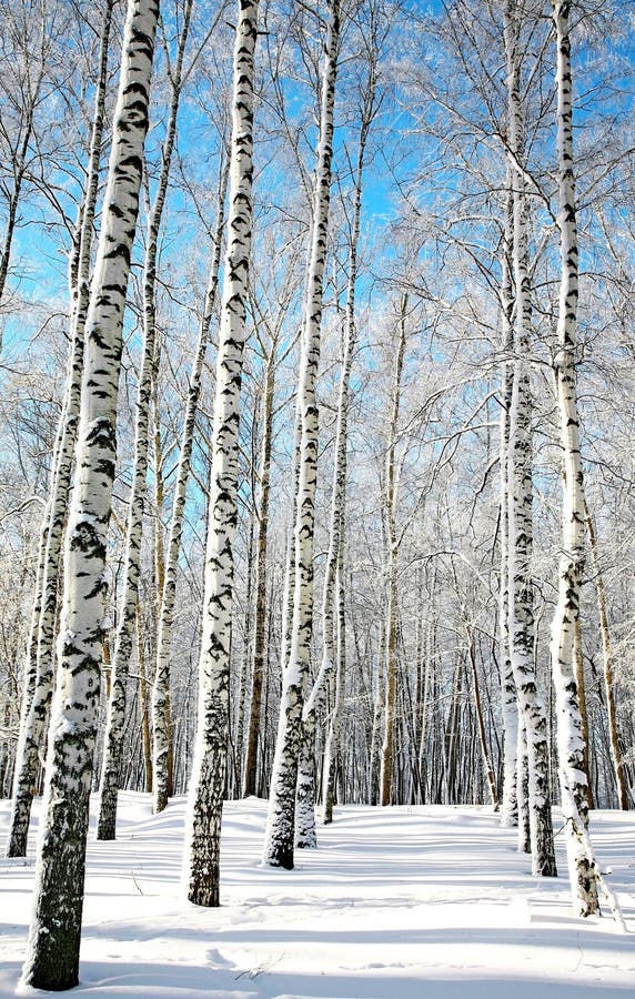 Sunny birch forest on blue sky