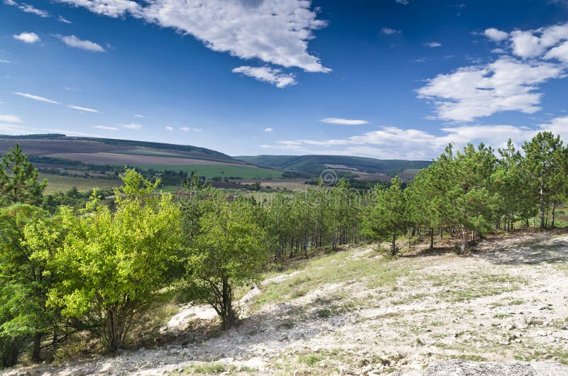 Sunny Blue Sky, Meadow and a tree