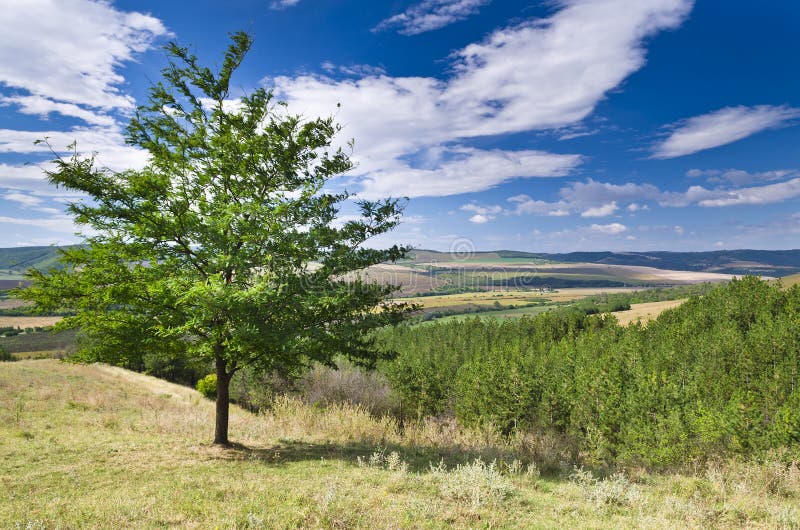 Sunny Blue Sky, Meadow and a tree