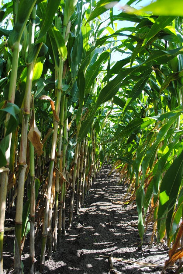 Through the sunny corn field