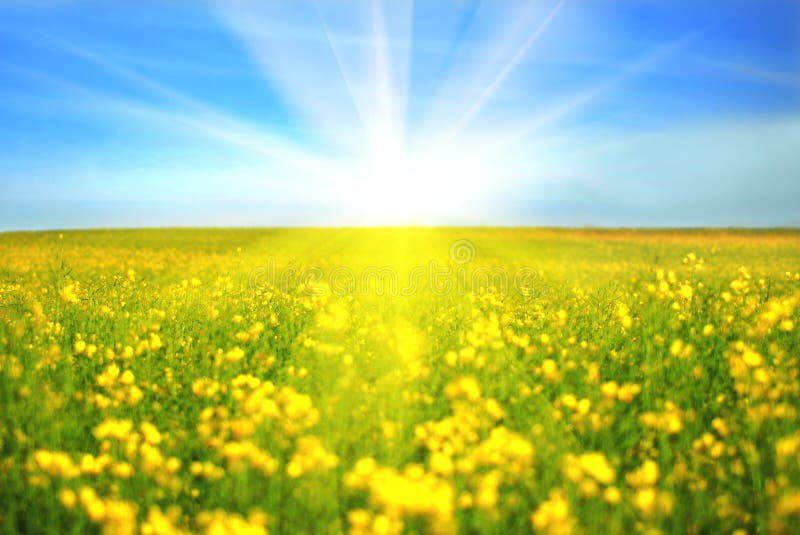 Sunny Day Royalty Free Stock Photography - Image: 7923617