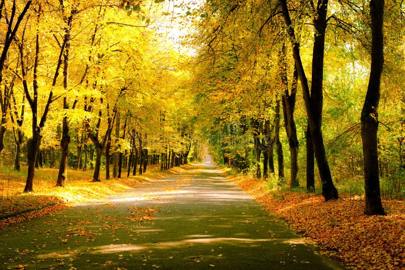 Sunny Day at Autumn Park with Colorful Trees and Pathway Stock Photo ...