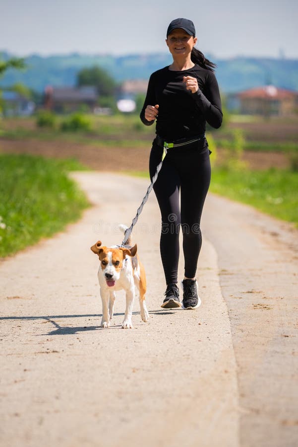 Sunny day in countryside with Beagle dog running towards