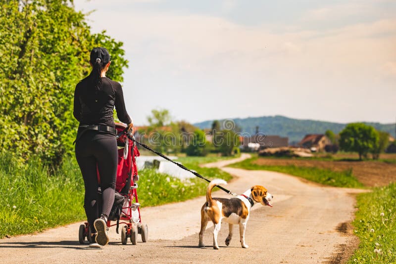 Sunny day in countryside. Mother with Child and Beagle dog walking away