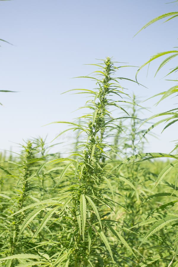 Sunny day on the industrial hemp field