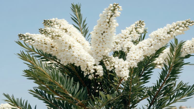 A sunny day with lush vegetation serves as the backdrop for a tropical palm tree in bloom stock image