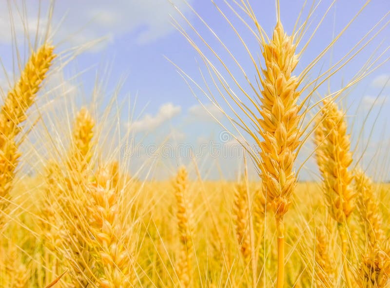 Sunny day with wheat field