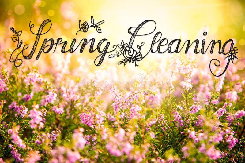 Sunny Erica Flower Field, pulizie di primavera di calligrafia immagini stock libere da diritti Sunny Erica Flower Field, pulizie di primavera di calligrafia immagini stock libere da diritti
