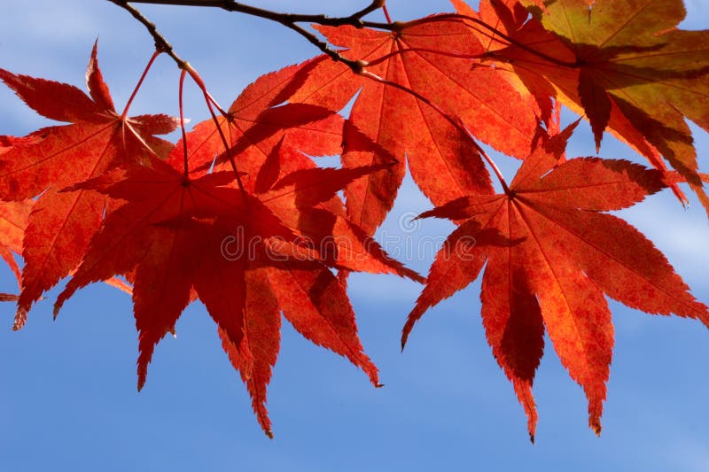 Sunny fall maple leaves