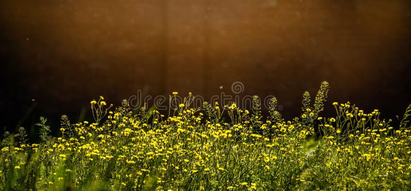 Sunny flower field. Flowers in Garden. Selective focus and sunlight effect.
