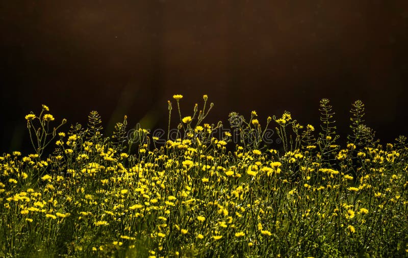 Sunny flower field. Flowers in Garden. Selective focus and sunlight effect.