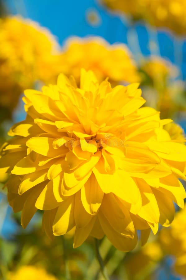 Sunny flower stock photo. Image of yellow, sunny, petals 60269138