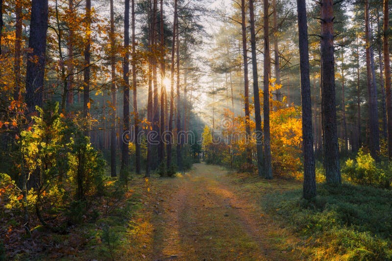 Sunny forest. Fall nature. Sun in forest. Sun shines at path in forest. Sunbeams through autumn trees.