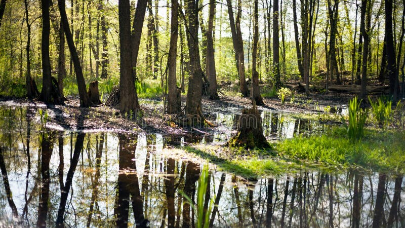 Sunny Forest in Spring Time